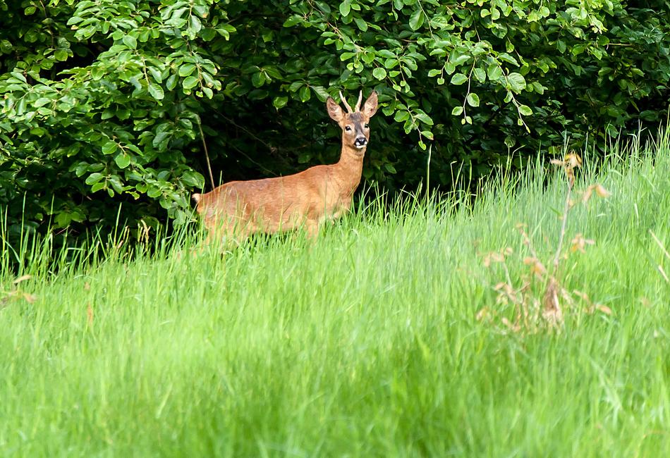 Grass Nature Hirsch