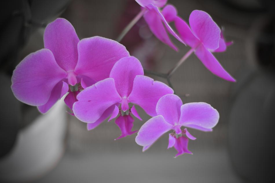 Flower Flora Nature