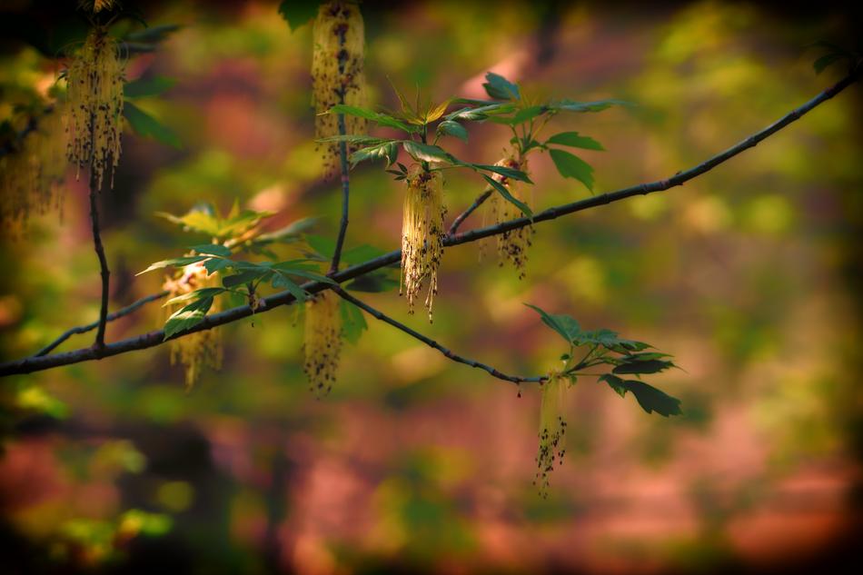 Spring Nature Leaf
