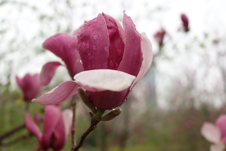 Flower Nature Plant