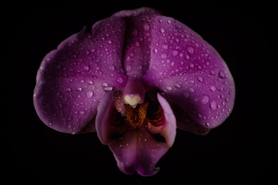 Nature Flower Color