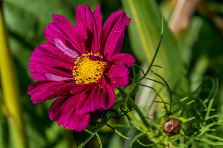 Nature Plant Flower