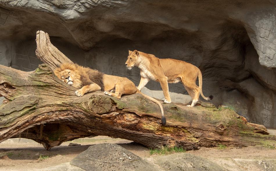 Nature Mammal Animal World