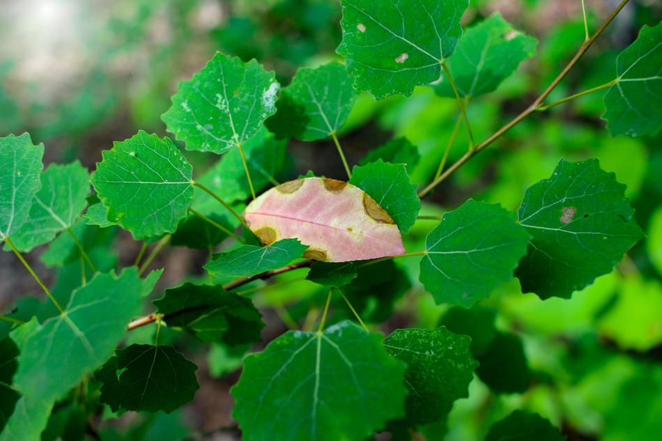 Summer Color Leaves