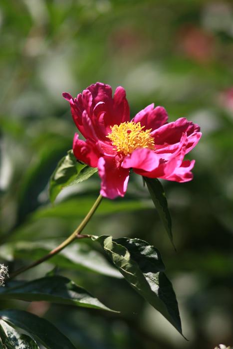 Nature Plants Flowers