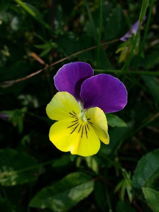 Flower Nature Plant