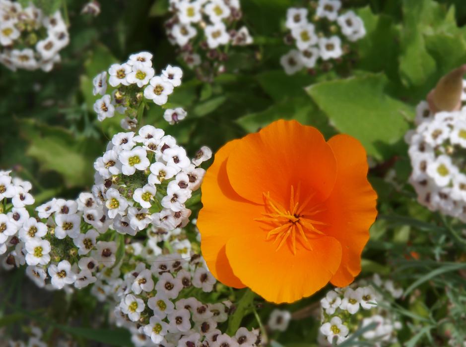 Flower Flora Nature