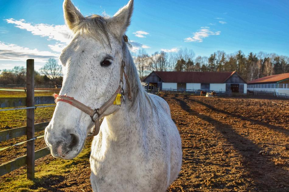 Horse Nature Animal