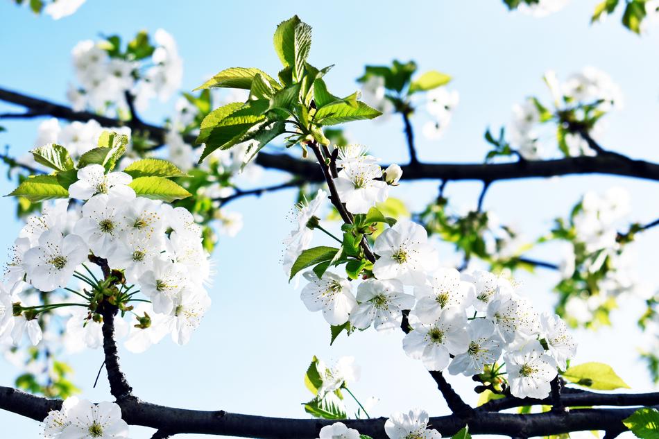 white and green flowers on a branch