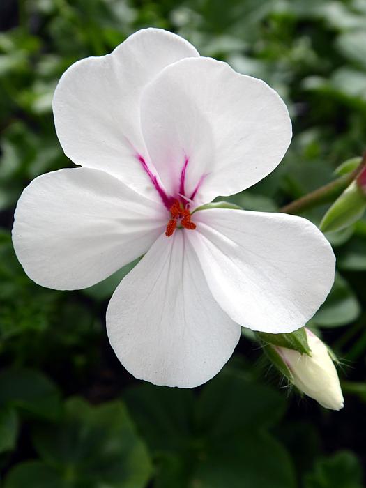 Geranium Pelargonium Flower