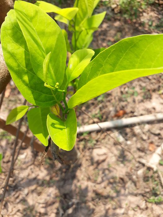 Leaf Flora Nature