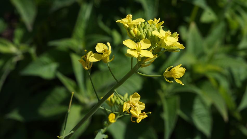 Nature Flower Flora