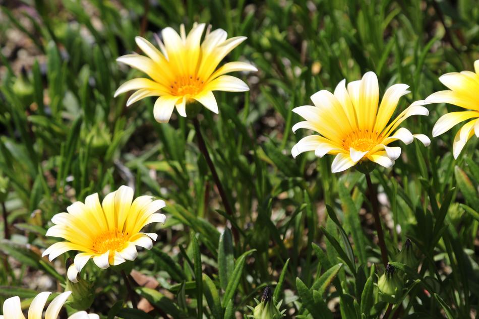 Nature Summer Flora