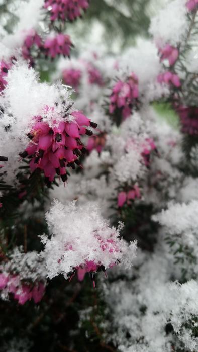 Season Nature Flower