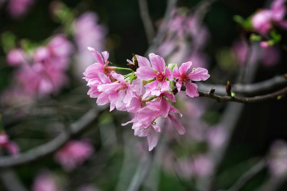 Flower Plant Nature