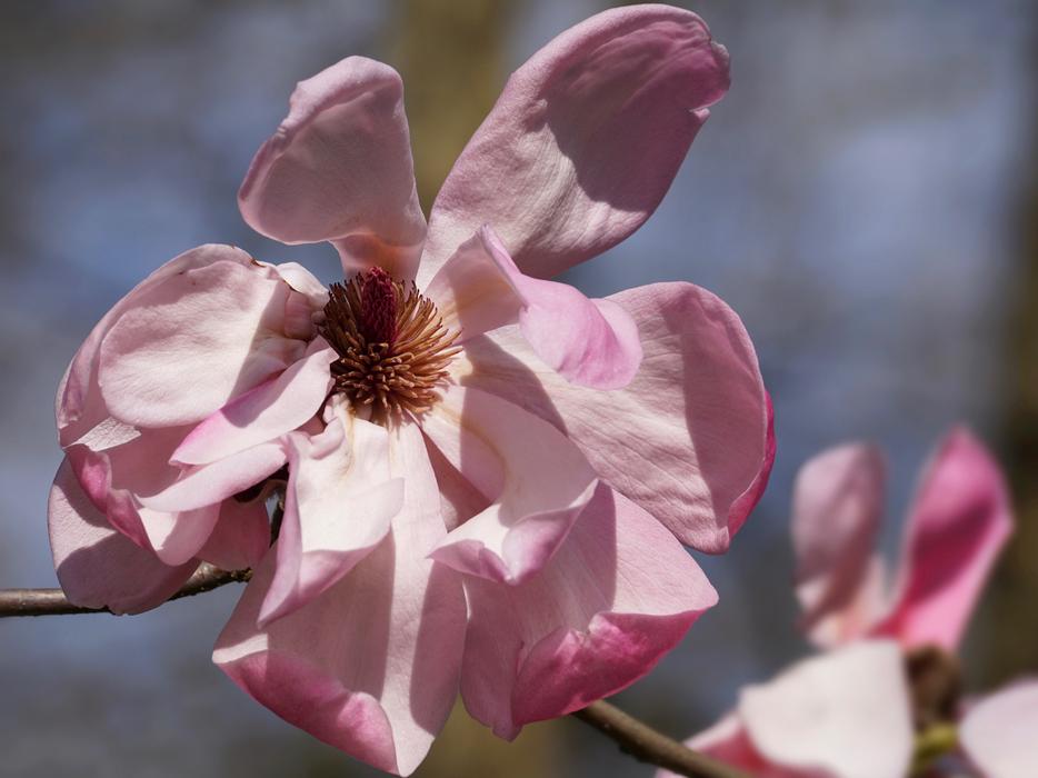 Flower Magnolia Plant