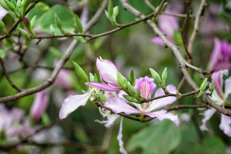 Nature Tree Flower
