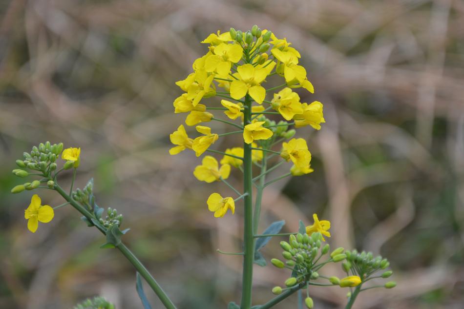 Flower Of Rapeseed Fields