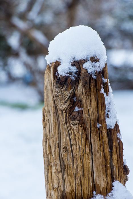 Winter Tree Snow
