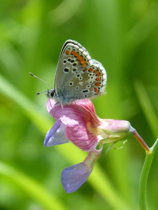 Butterfly Aricia Cramera Brunette