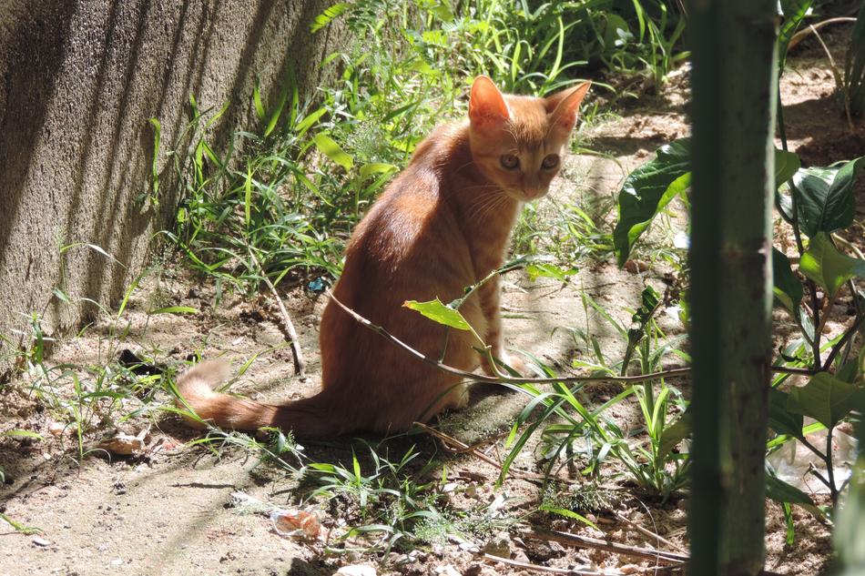 Nature Wood Animalia
