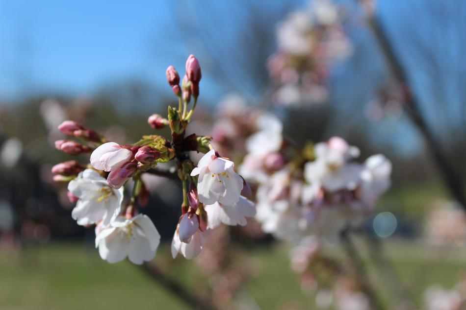 Tree Flower Branch
