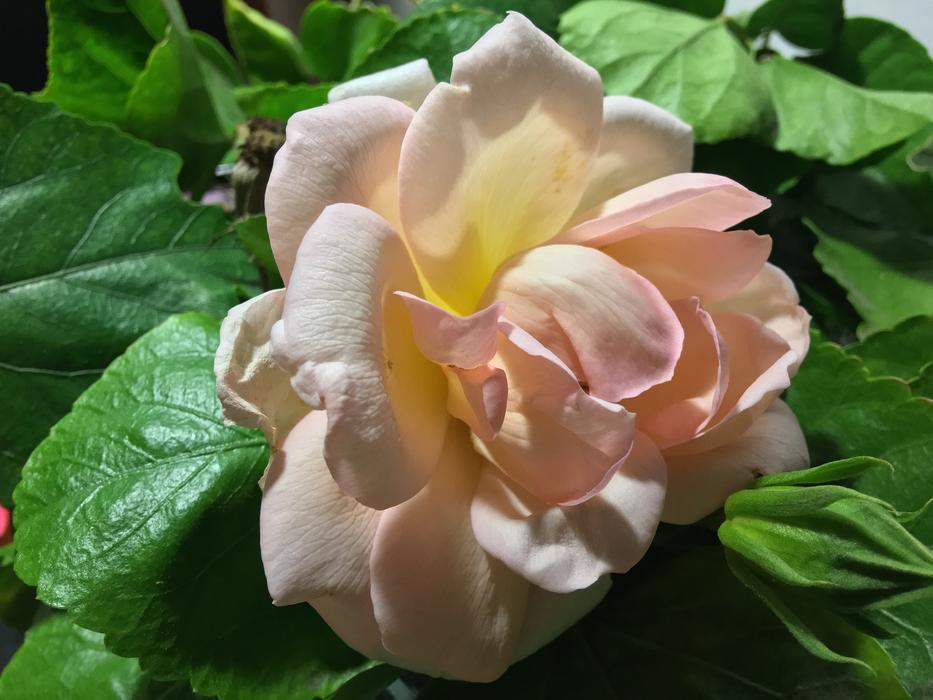Pink Rose White Beauty