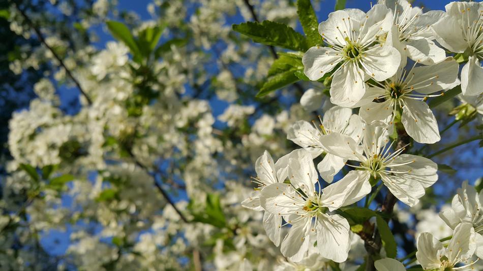 Blossom Flower Tree