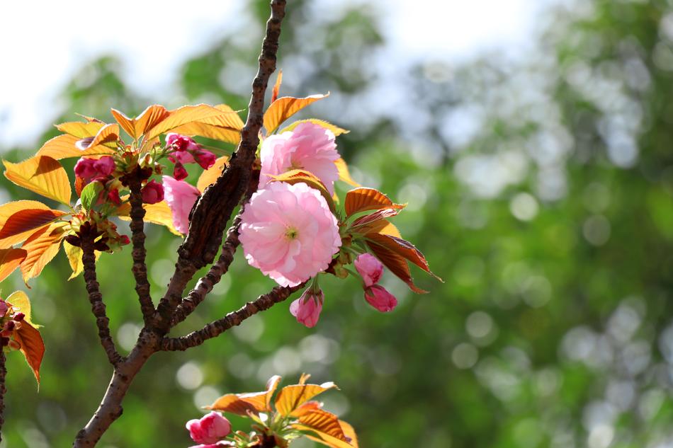 Nature Flower Tree