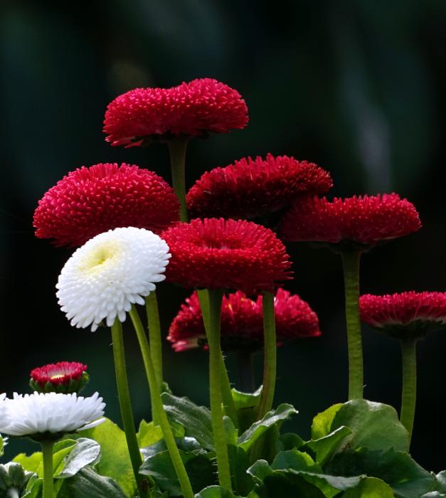 Flower Nature Plant
