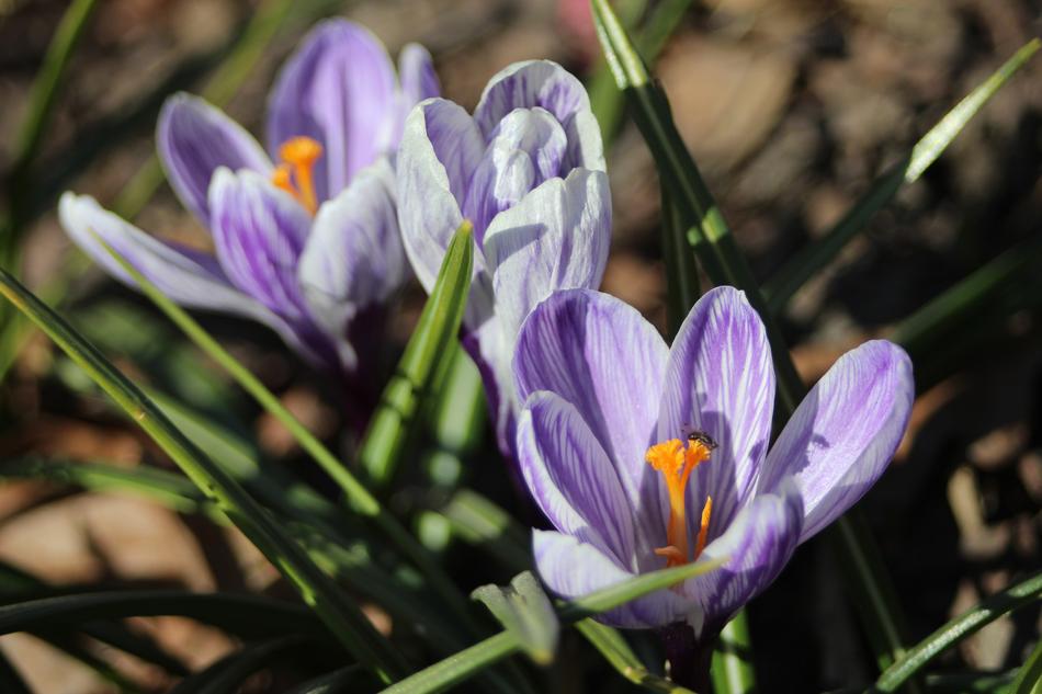 Nature Flower Plant