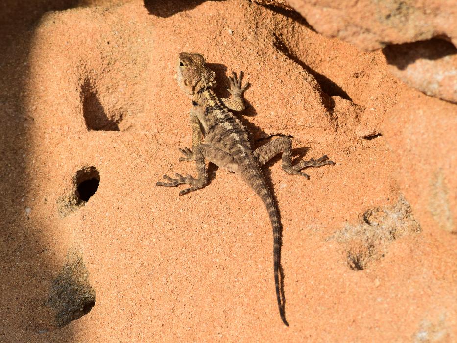 Rock Nature Reptile