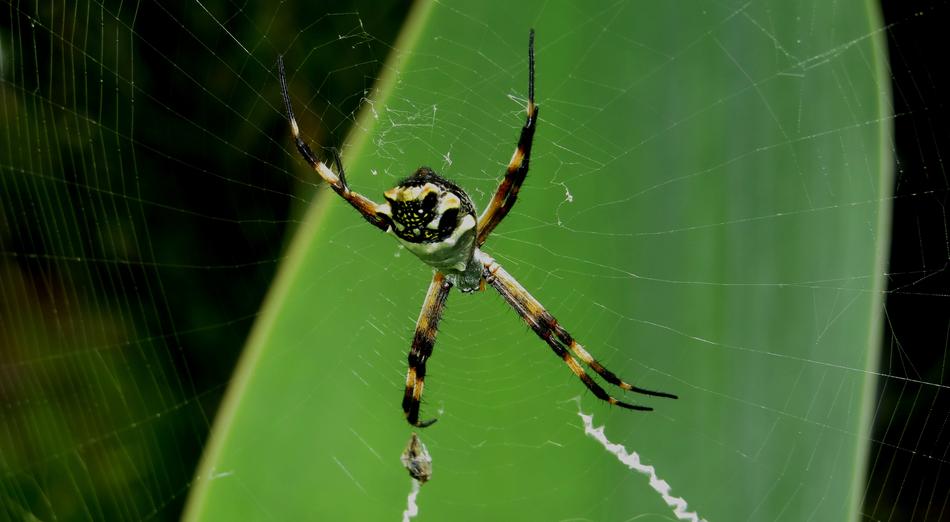 Insect Macro Spider free image download