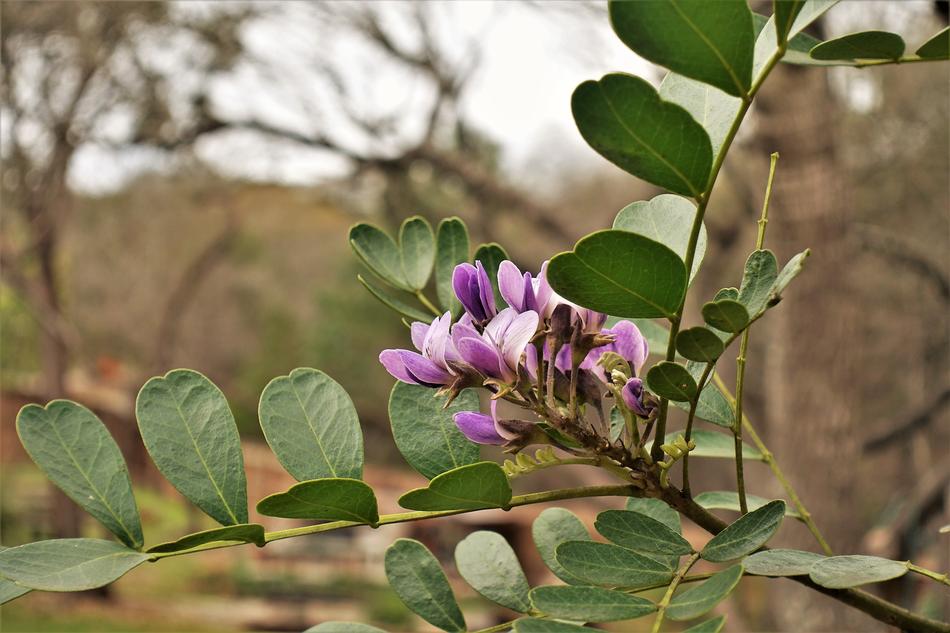 Purple Spring Leaf