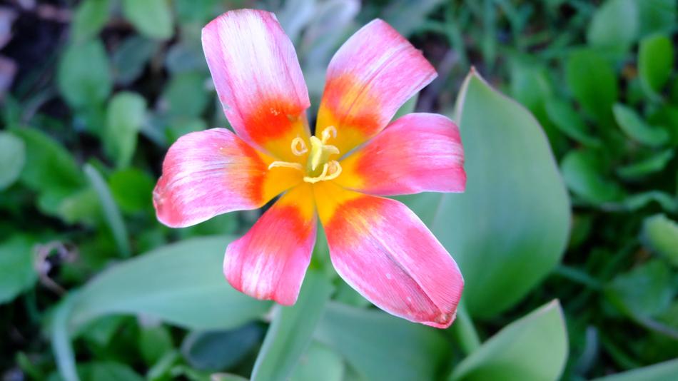 Nature Flower Garden
