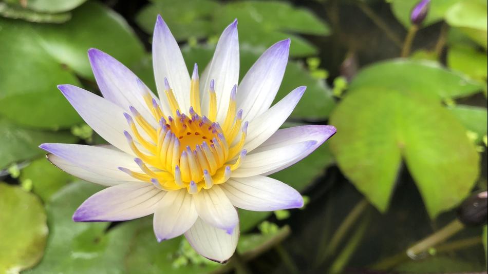 Nature Plant Flower