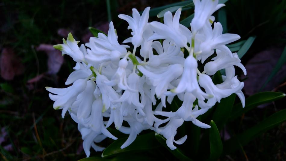 Nature Flower Garden