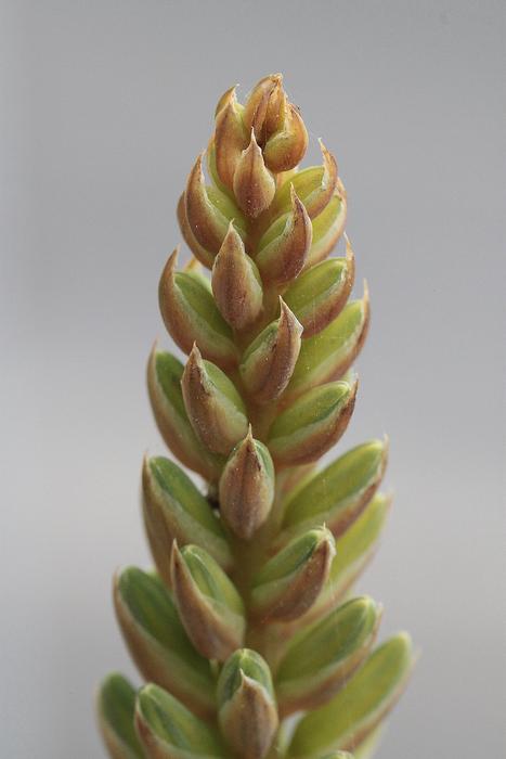 Nature Plant Triticum