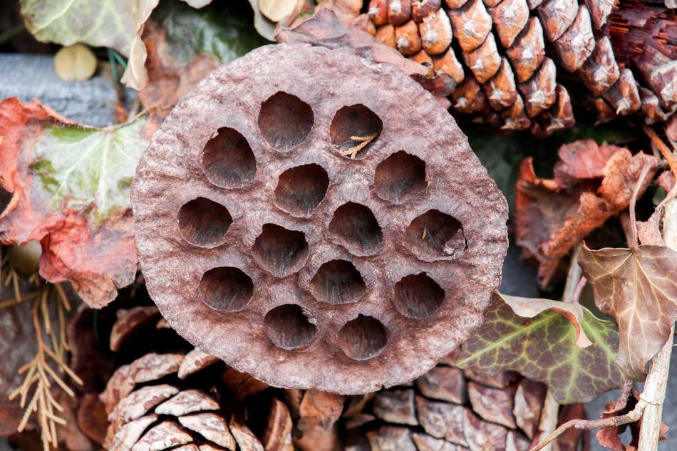 Nature Food Desktop
