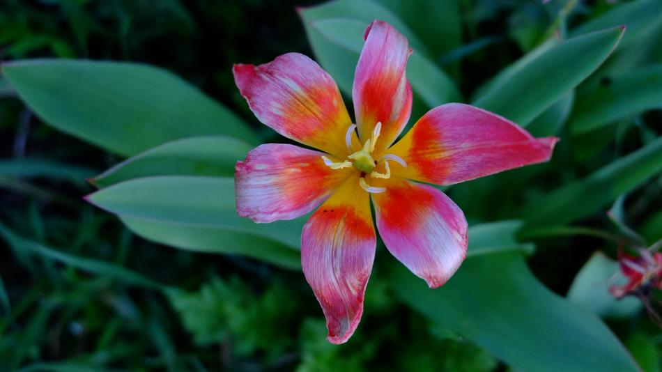 Nature Flower Garden