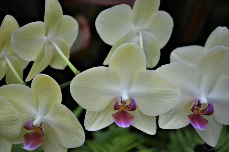 Flower Tropical Phalaenopsis