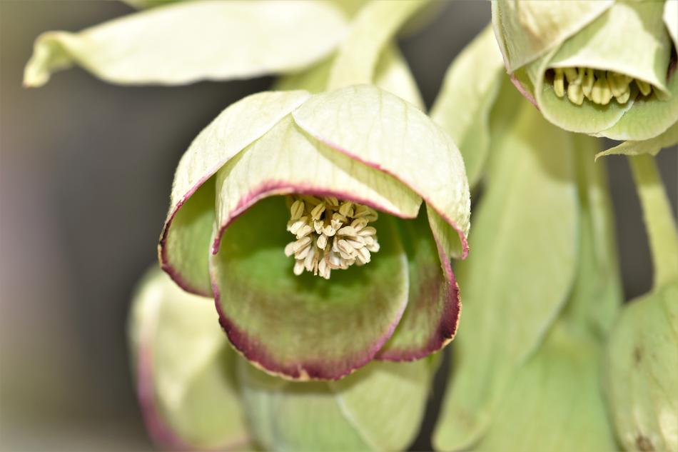 Nature Plant Close Up