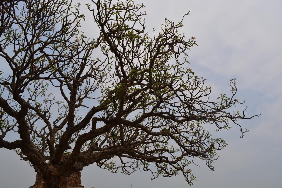 Tree Branch Nature
