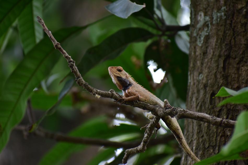 Indian Lizard Forest Close Up