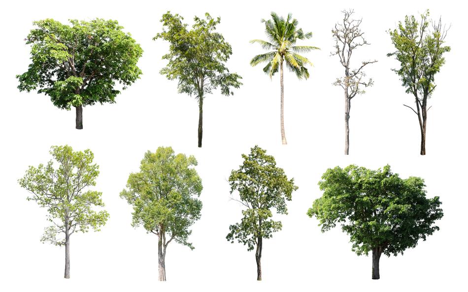 Tree Isolated Nature