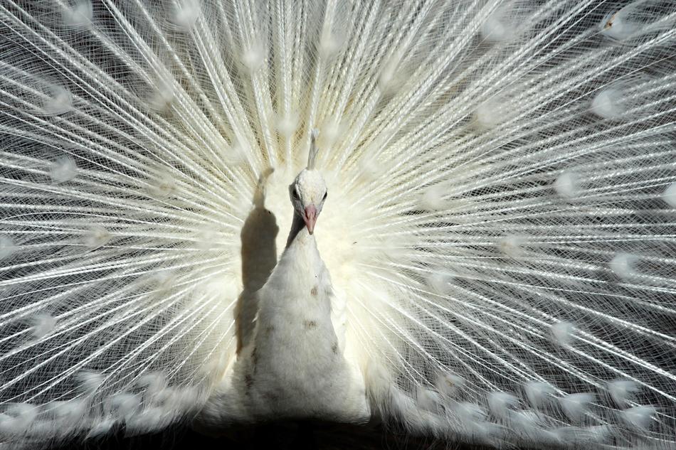 Peacock Tail White