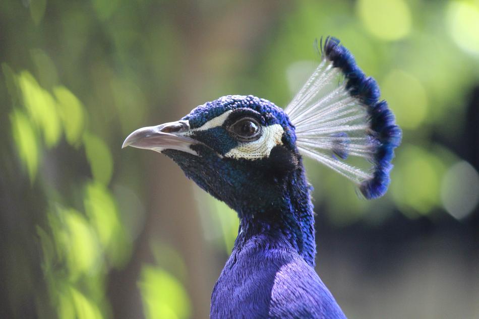 Peacok Peacock Natural