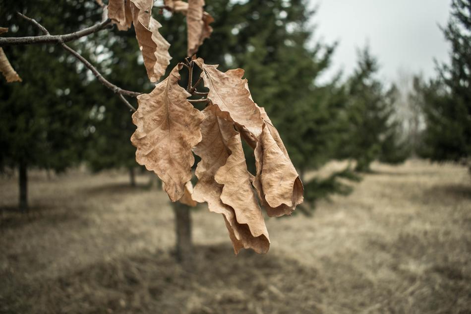 Nature Tree Outdoors