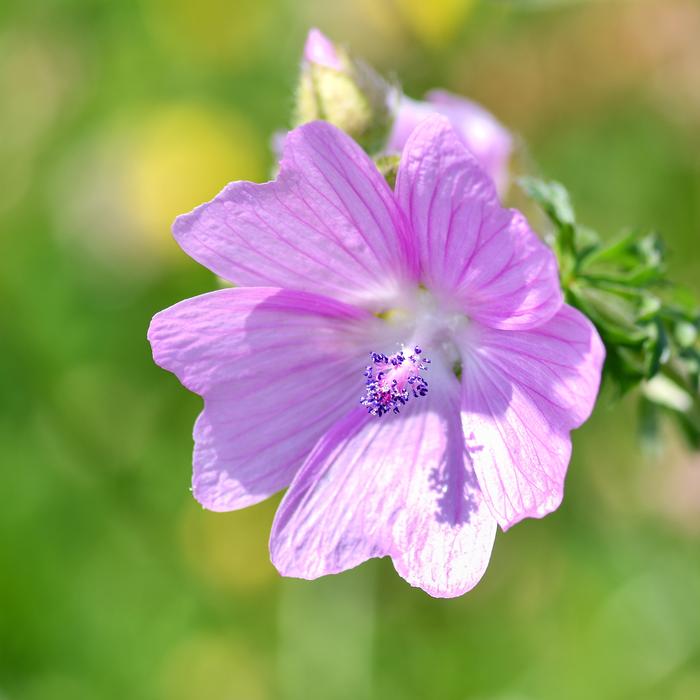 Flower Pink Purple