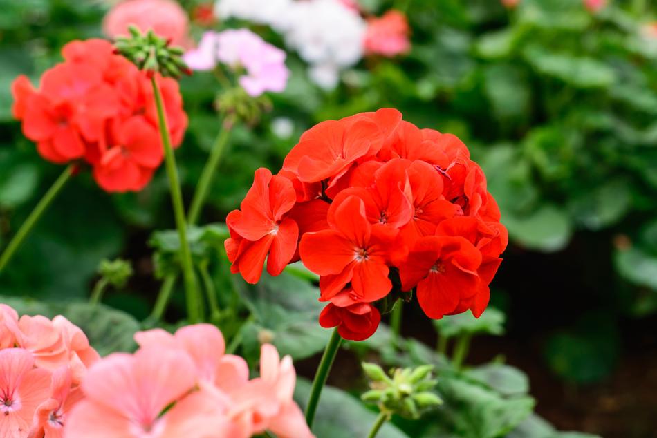 red flower on a stem in the garden